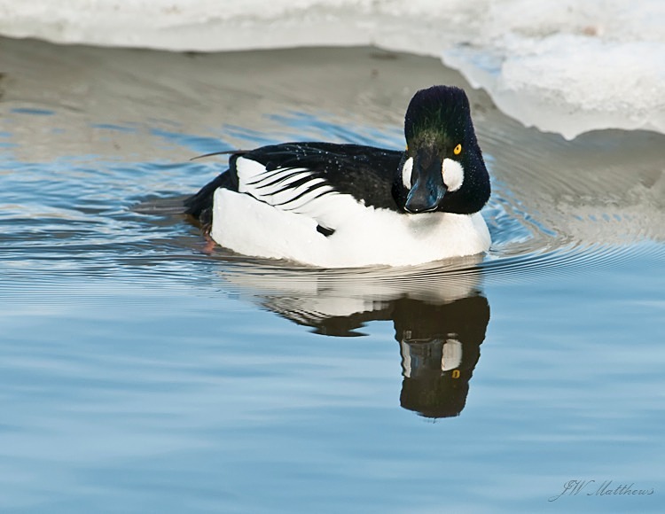 Cold Duck The Goldeneye 151-3151 - Alaskan Birds