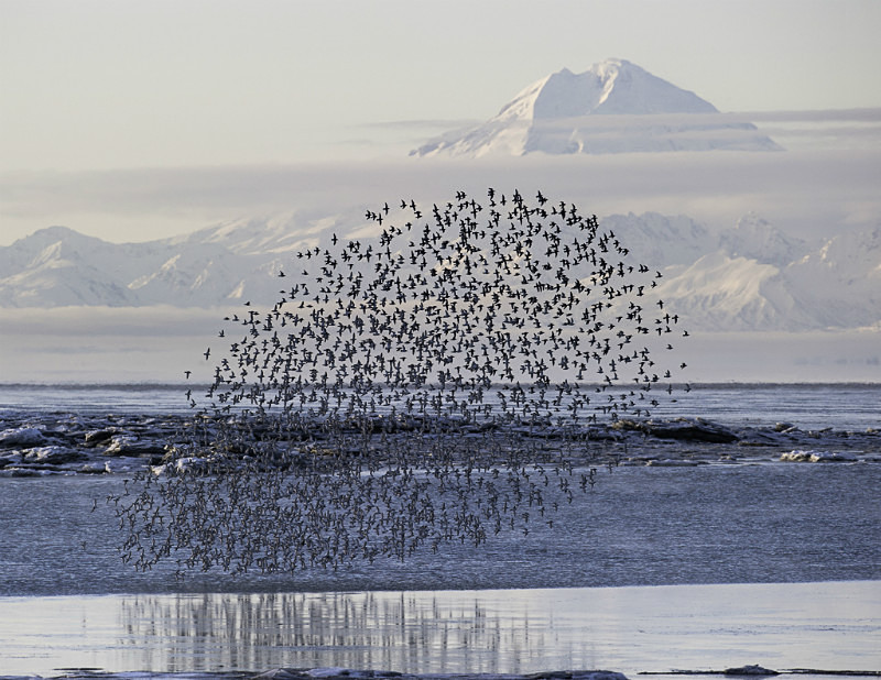 Mt Redoubt and Rock Sandpipers 2012-4234 - Alaska Landscapes