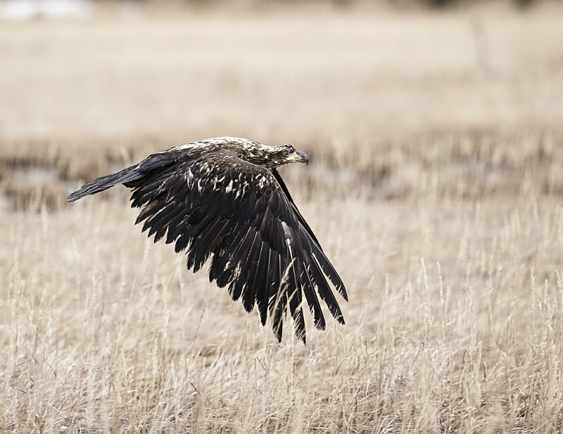 2012-5818 - Alaskan Birds