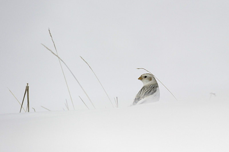 Snow Forager - Alaskan Birds