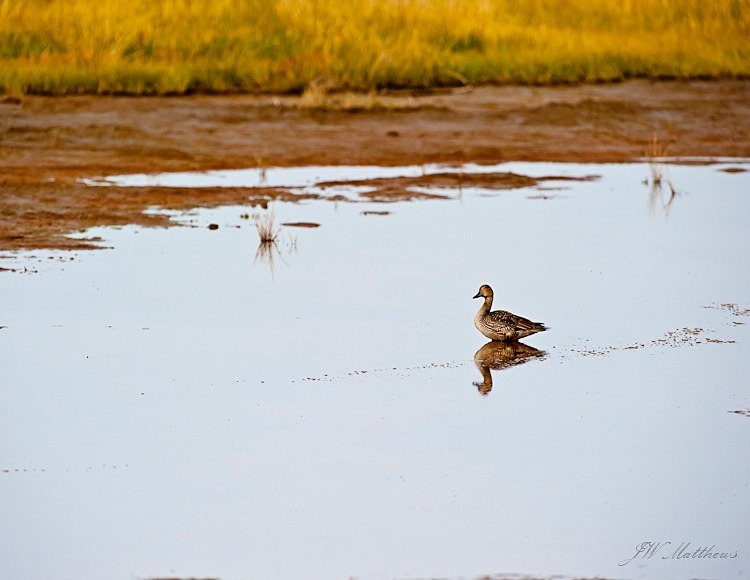 Pintail of the Fall 170-1801 - Alaskan Birds