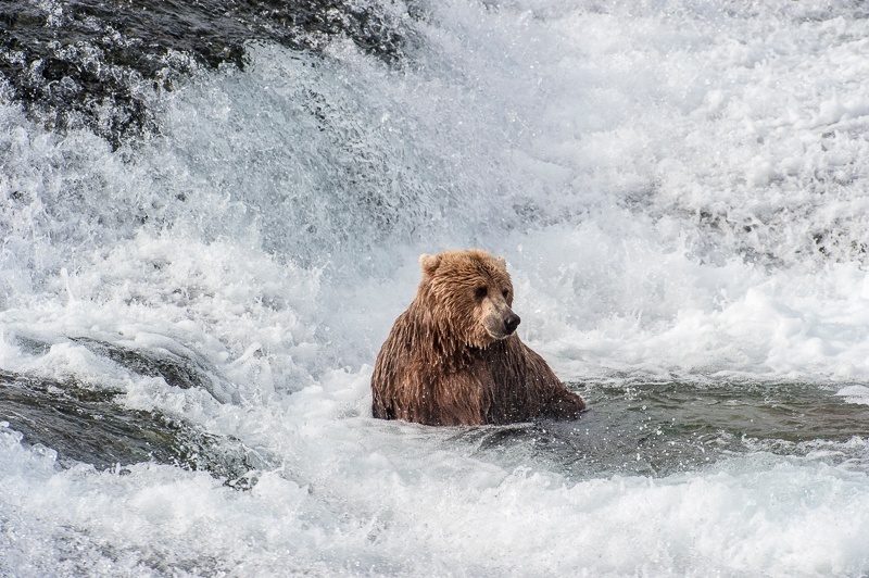 McNeil 2014-3631 - McNeil River 2014