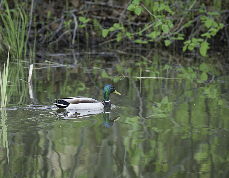 2012-6031 - Alaskan Birds