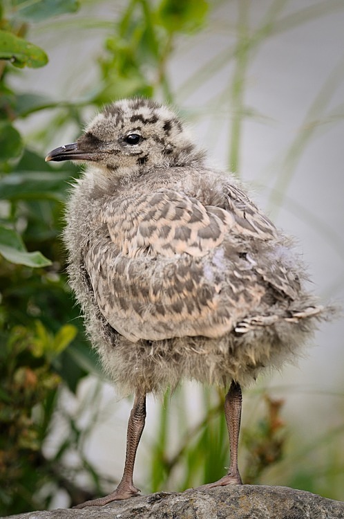 Gull Chick 105-5102 - Alaskan Birds