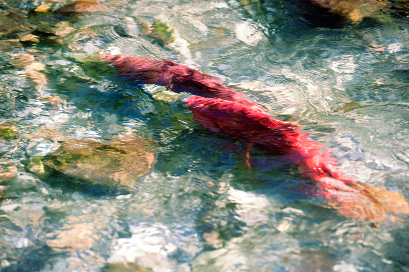 Clearwater Reds - Other Things
