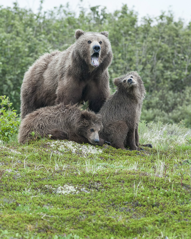 McNeil River Bears-10 - Animals