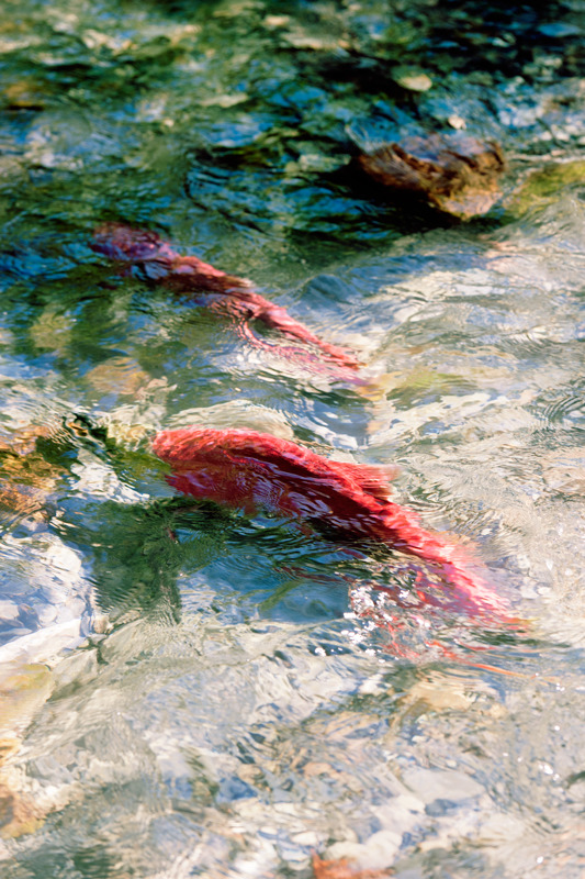 Reds in Redd - Other Things