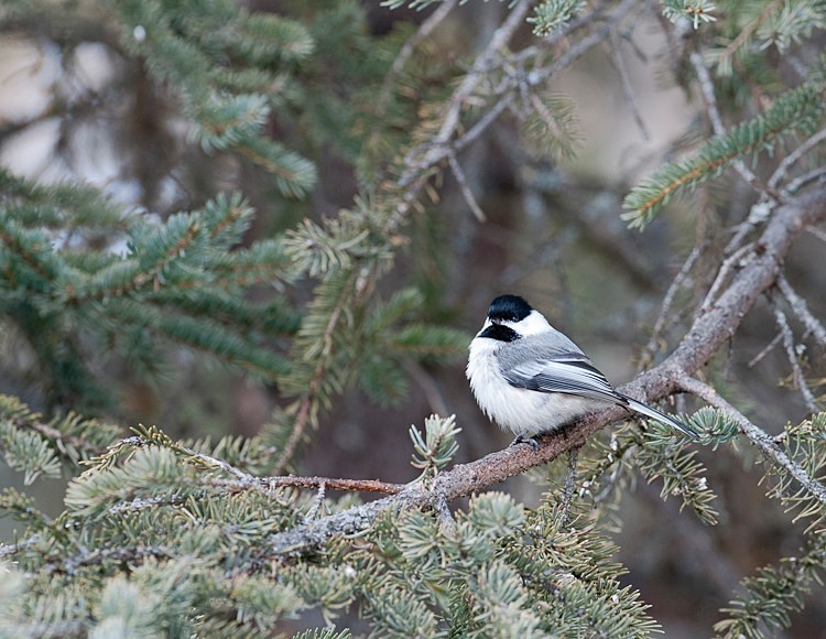 Black Capped Chickadee 148-2445 - Alaskan Birds
