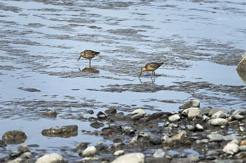 Feeding Dowitchers - Alaskan Birds
