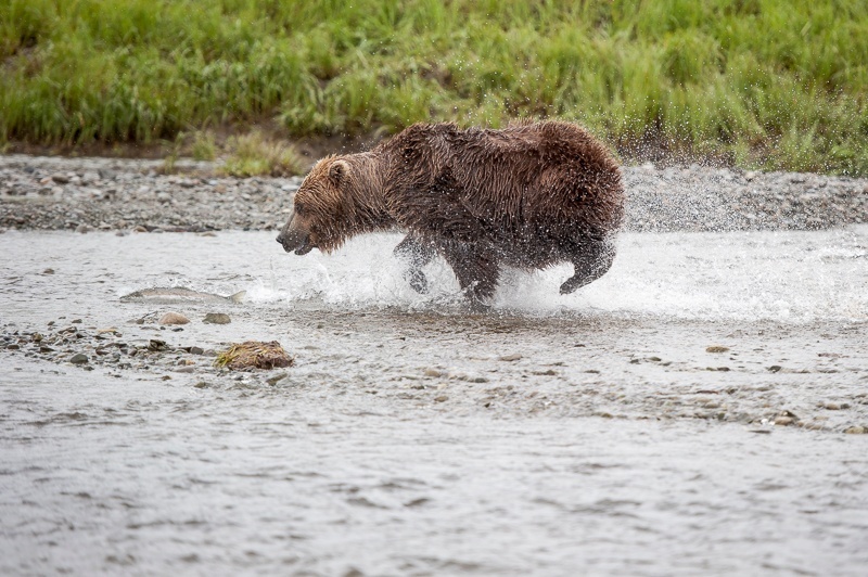 McNeil 2014-2225 - McNeil River 2014