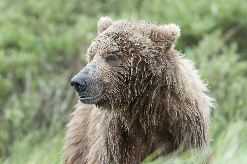 McNeil River Bears - Animals