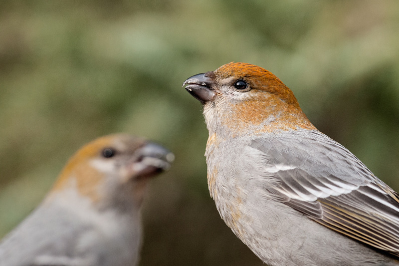 Pine Grosbeak 9914 - Alaskan Birds