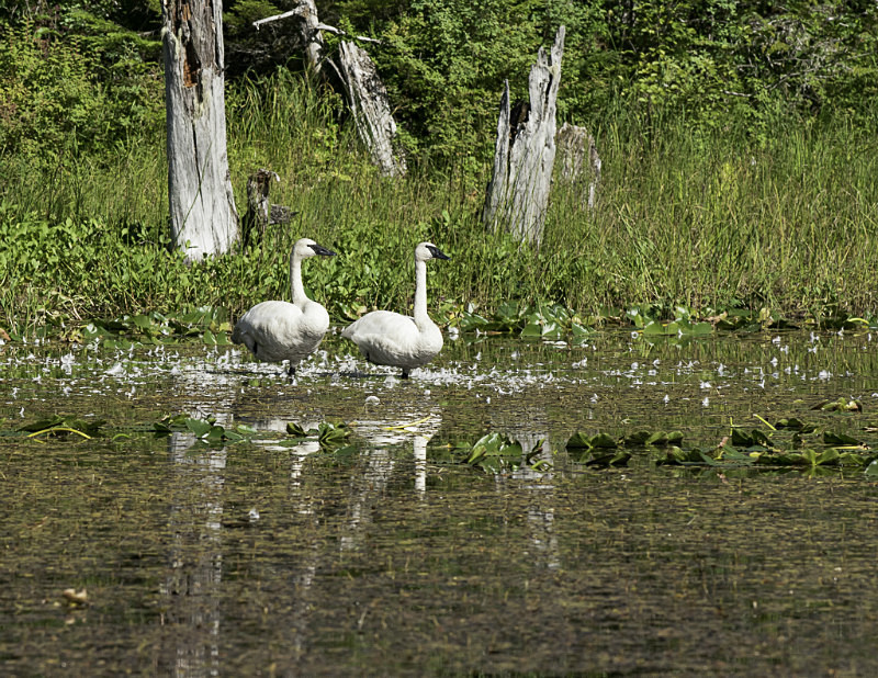 2012-8133 - Alaskan Birds