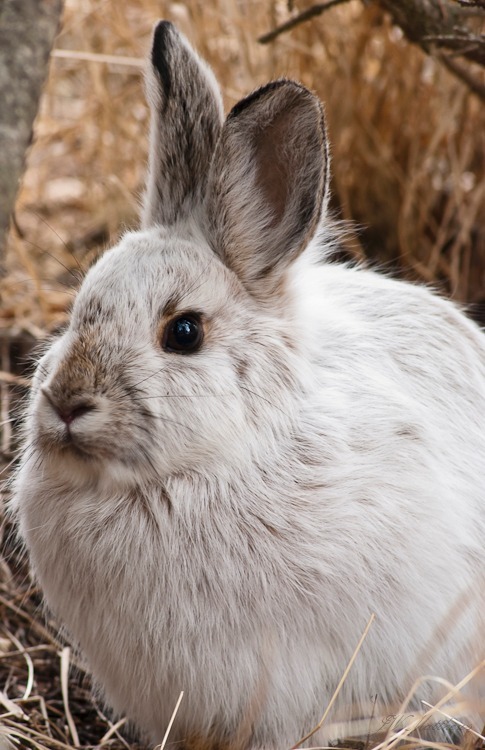 Snowshoe 76-0037 - Animals