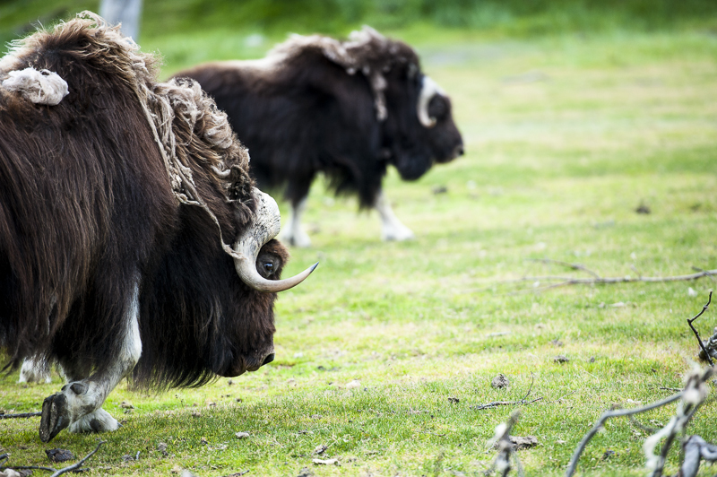 2014-3870 Musk Ox - Animals