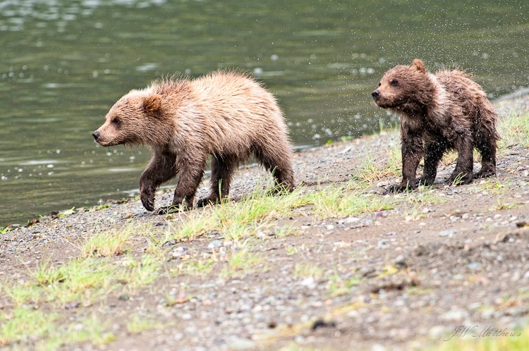 Chunitna Cubs 113-6611 - Animals
