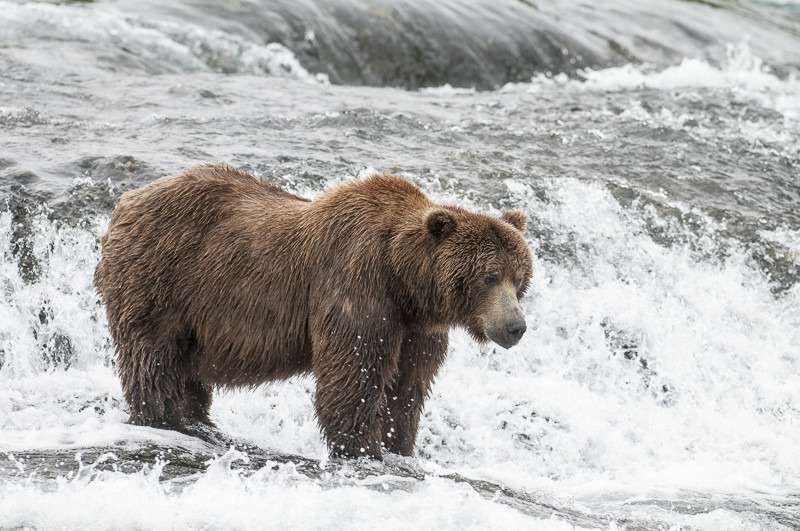 McNeil River Bears-3 - Animals
