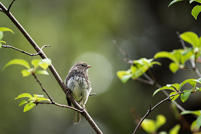 Junco - Alaskan Birds