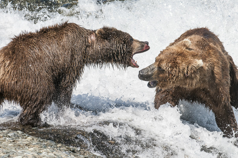 McNeil River Bears-9 - Animals