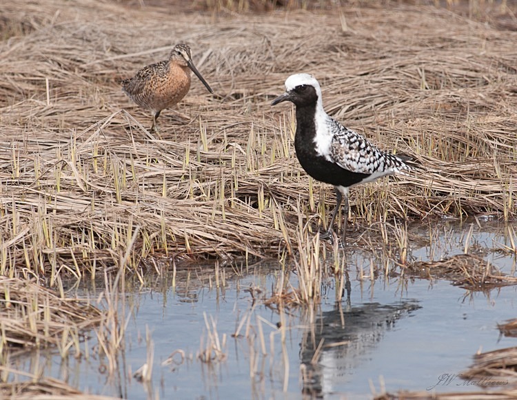 Black bellied Plover And Friend 155-4599 - Alaskan Birds