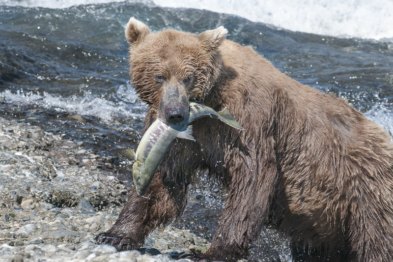 McNeil River Bears-7 - Animals