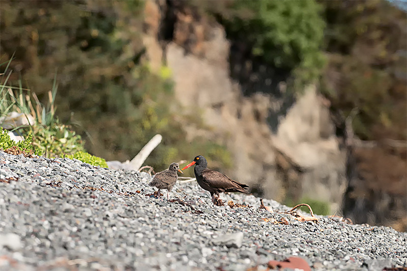Oystercatcher and Young - Alaskan Birds