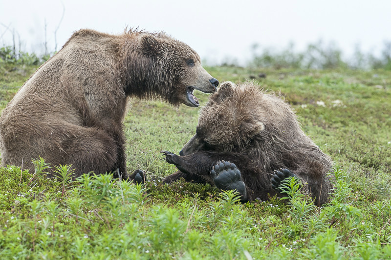 McNeil River Bears-5 - Animals