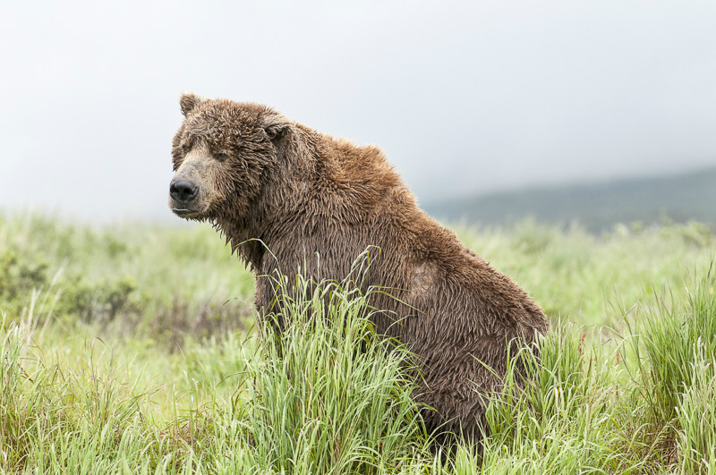 McNeil River Bears-2 - Animals