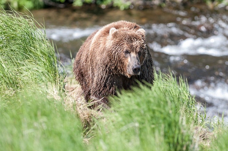 McNeil 2014-1060 - McNeil River 2014