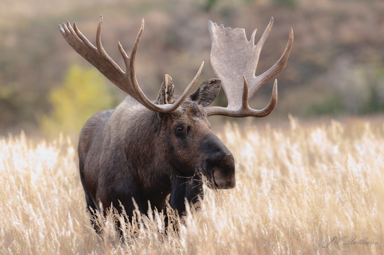 Bull Moose128-8821 - Animals