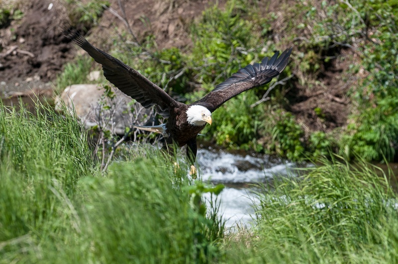 McNeil 2014-1032 - McNeil River 2014