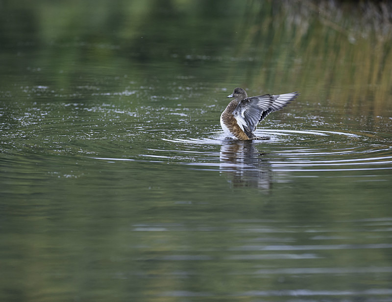 2012-8268 - Alaskan Birds