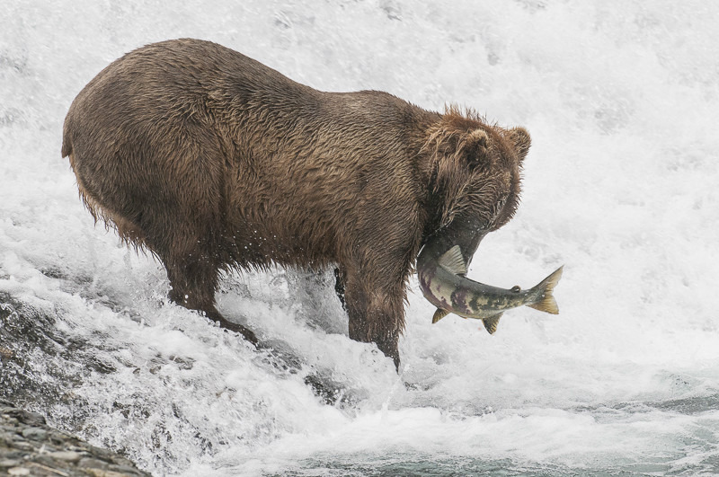 McNeil River Bears-4 - Animals