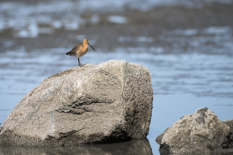 Dowitcher Rock - Alaskan Birds