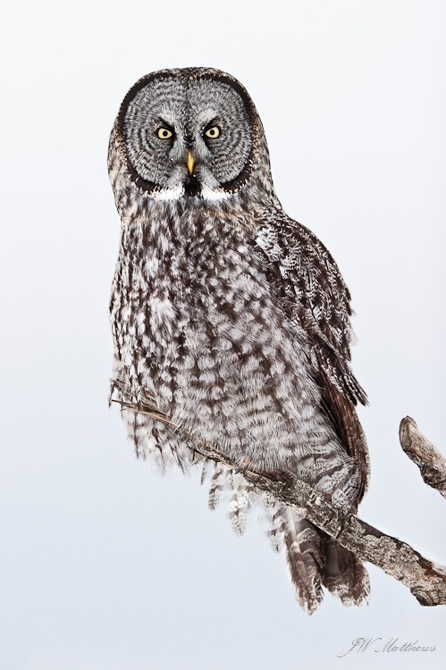 Great Gray 188-4558 - Alaskan Birds