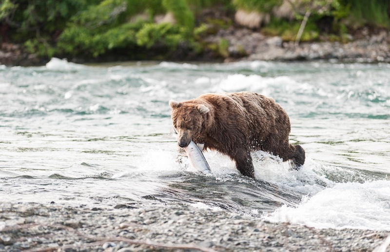 McNeil 2014-3393 - McNeil River 2014