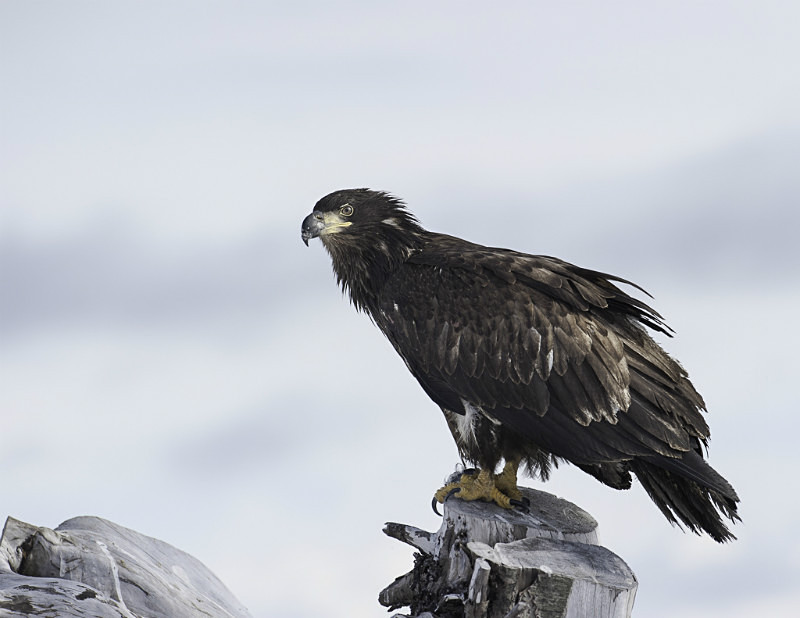 2012-4859 - Alaskan Birds