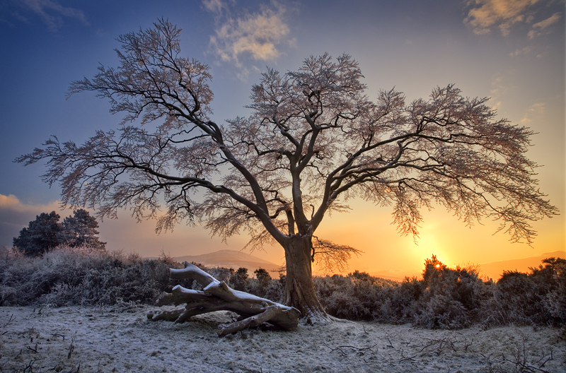 Winter Sunset in Derrymore Woods in Bessbrook, Co Armagh in Northern