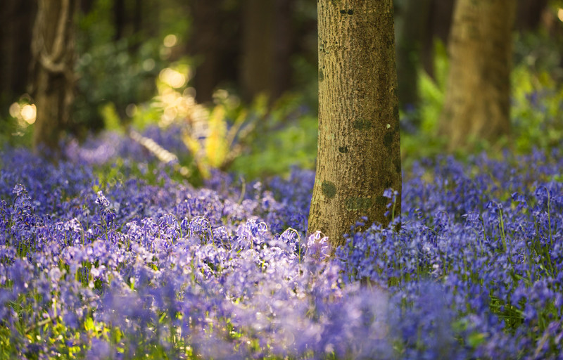 Tollymore Bluebells - Co Down