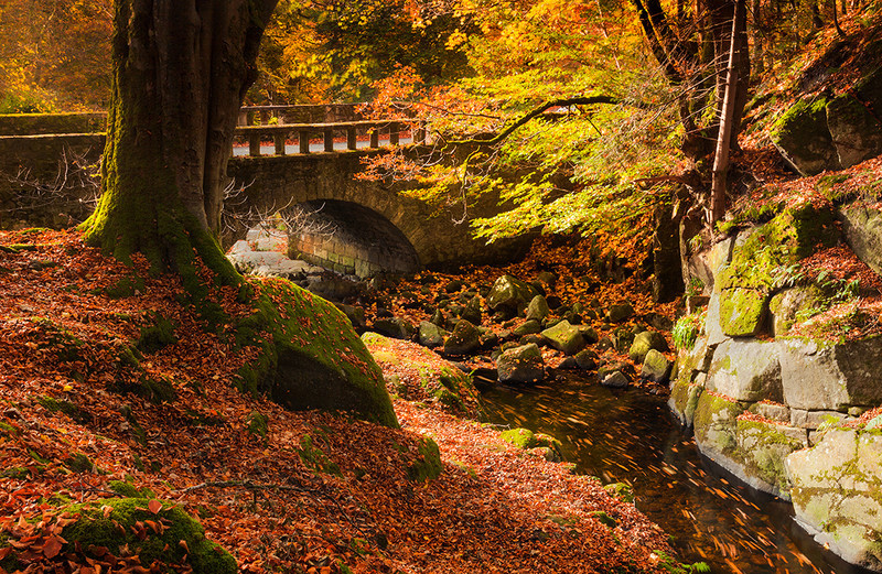 Cloughleagh in Autumn - Co Wicklow
