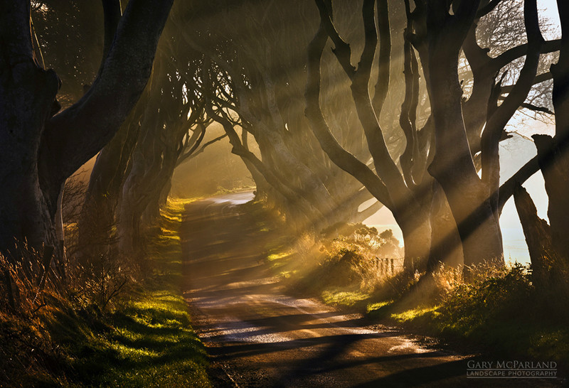 Path Through the Light - Co Antrim