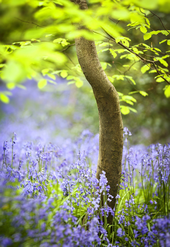 Carpet of Bluebells - Co Down