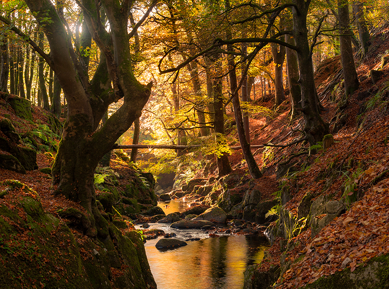Woodland Light - Co Wicklow