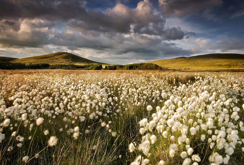 Spelga Bog Cotton - Co Down