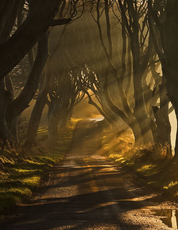 Mist & Light - Co Antrim
