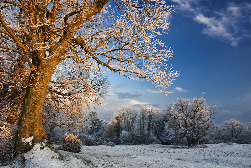 Winter Evening in Derrymore Woods in Bessbrook, Co Armagh in Northern Ireland