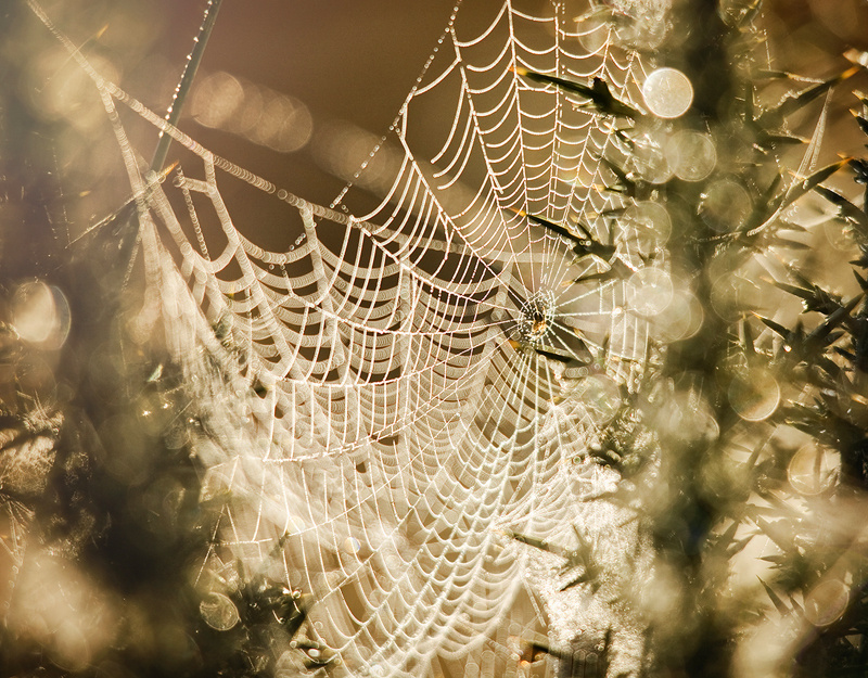 Morning Cobwebs - Co Down