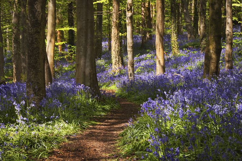 Evening in the Bluebells - Co Down