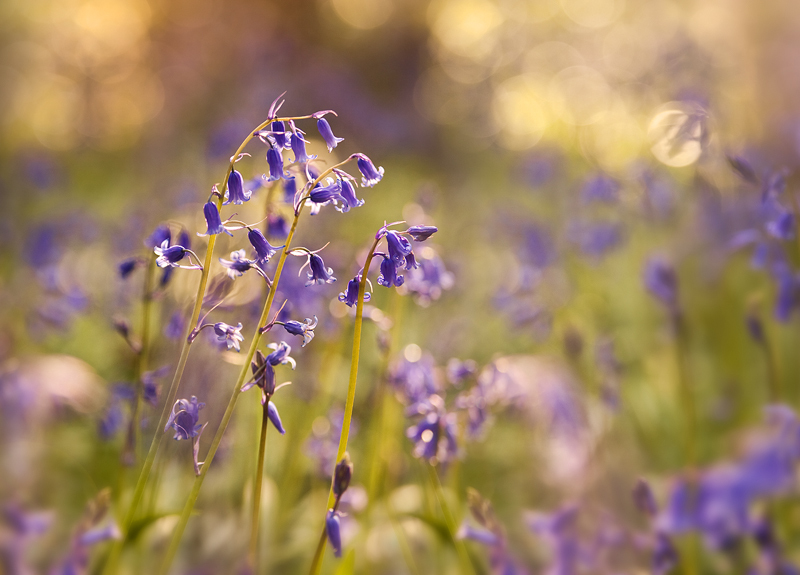 Bluebells & Light - Co Down