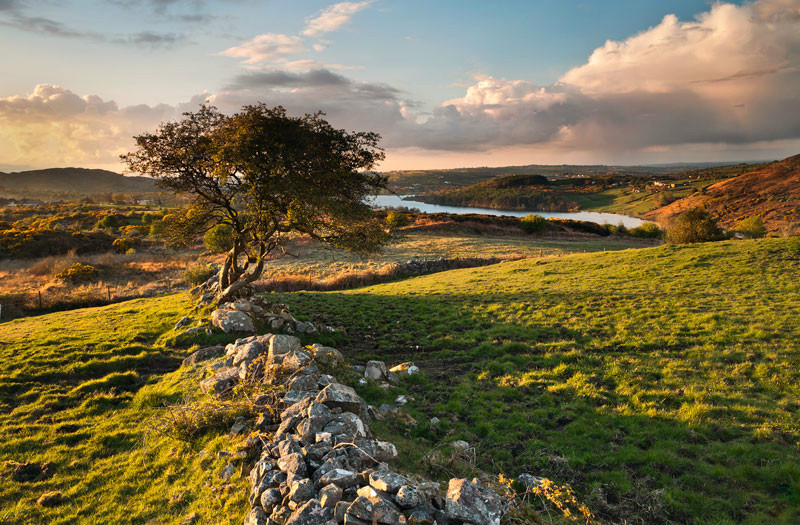 Ballynalack Tree - Co Armagh